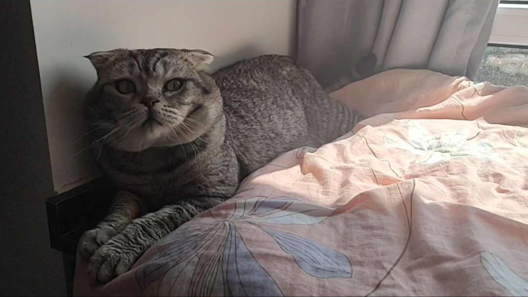 实践表明晒被子会长猫